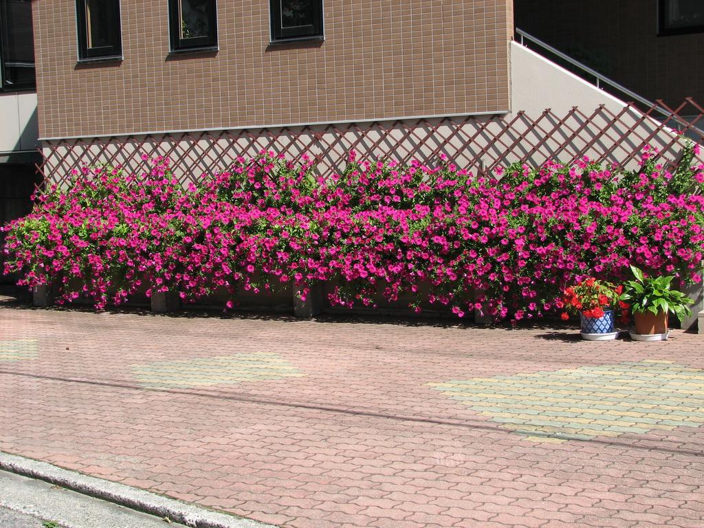 Hakuba Glad Inn Ebisuya Exterior photo